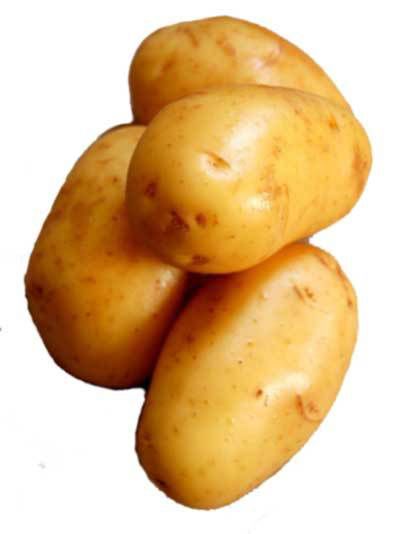 История картофеля