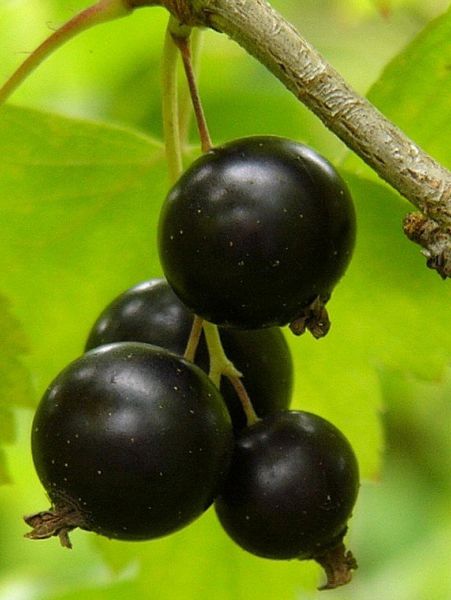 Черная смородина – самая полезная ягода